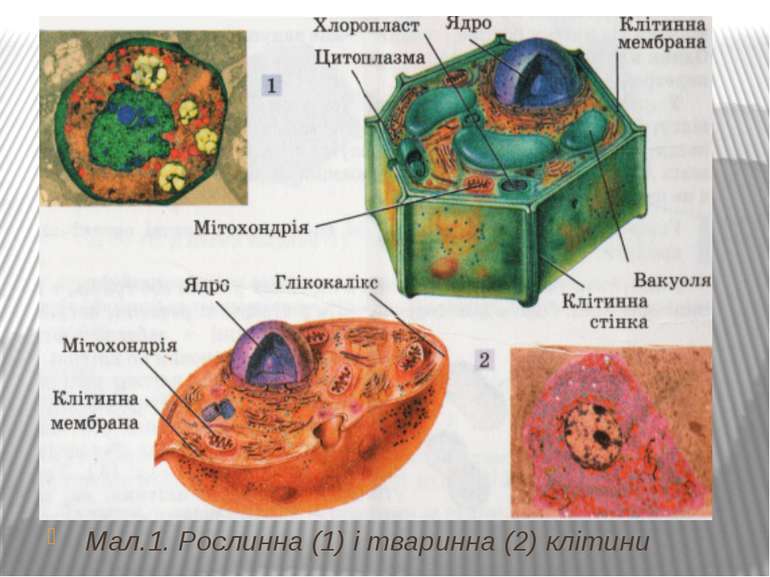  Мал.1. Рослинна (1) і тваринна (2) клітини     