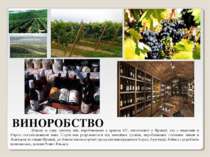 ВИНОРОБСТВО Більше за одну третину вин, вироблюваних в країнах ЄС, виготовлен...