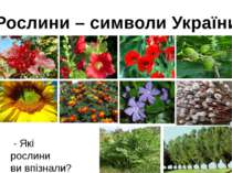 Рослини – символи України - Які рослини ви впізнали?