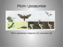 Ріст і розвиток Ріст і розвиток тварини (1) і рослини (2)