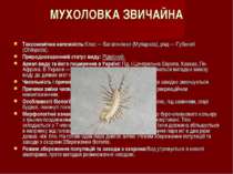 МУХОЛОВКА ЗВИЧАЙНА Таксономічна належність:Клас — Багатоніжки (Myriapoda), ря...