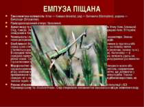 ЕМПУЗА ПІЩАНА Таксономічна належність: Клас — Комахи (Insecta), ряд — Богомол...