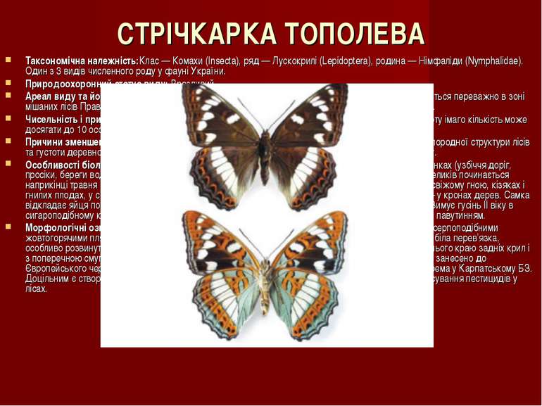 СТРІЧКАРКА ТОПОЛЕВА Таксономічна належність:Клас — Комахи (Insecta), ряд — Лу...