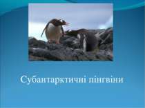 Субантарктичні пінгвіни