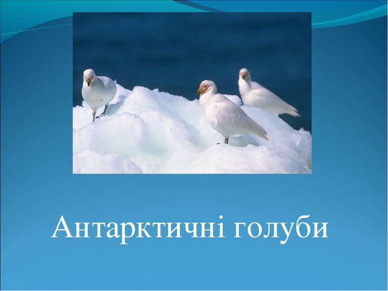 Антарктичні голуби
