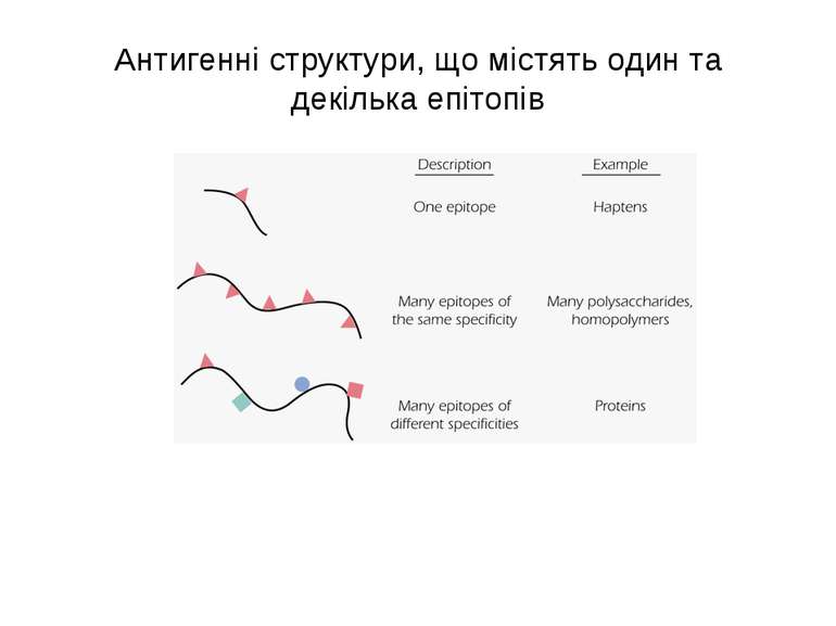 Антигенні структури, що містять один та декілька епітопів