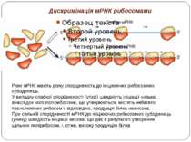 Дискримінація мРНК рибосомами Різні мРНК мають різну спорідненість до ініціюю...