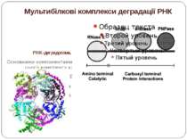 Мультибілкові комплекси деградації РНК РНК-деградосома. Основними компонентам...