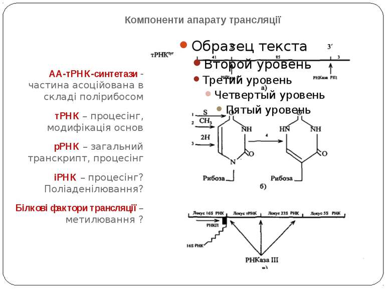 Компоненти апарату трансляції АА-тРНК-синтетази - частина асоційована в склад...