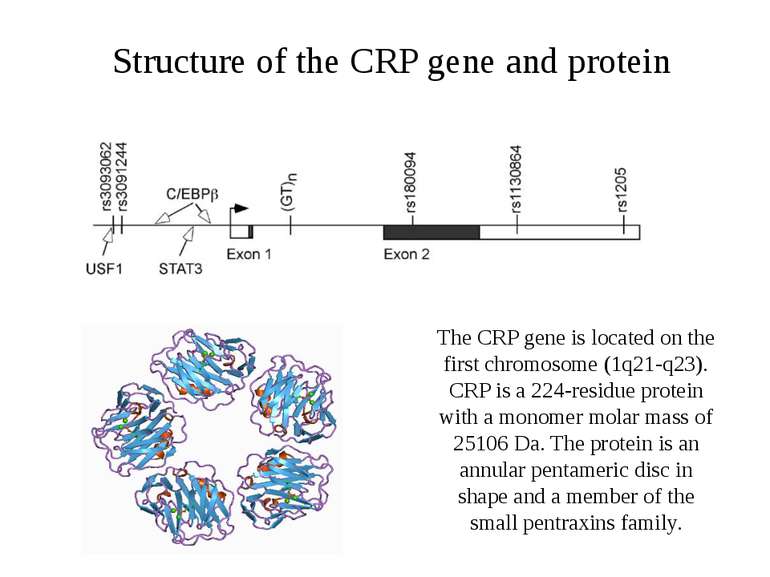 Structure of the CRP gene and protein The CRP gene is located on the first ch...