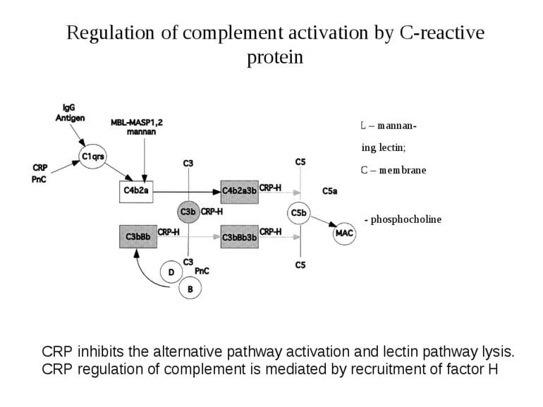 Regulation of complement activation by C-reactive protein MBL – mannan- b bin...