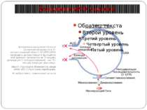 Маскування мРНК у еукаріот Зв'язування маскуючого білка із сегментом маскуван...