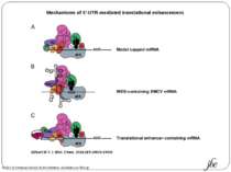 Mechanisms of 5′-UTR-mediated translational enhancement. Gilbert W V J. Biol....