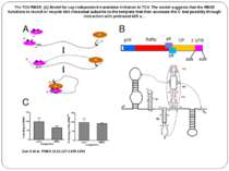 The TCV RBSE. (A) Model for cap-independent translation initiation in TCV. Th...
