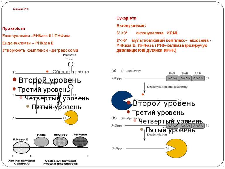 Деградація мРНК Прокаріоти Екзонуклеази –РНКаза ІІ і ПНФаза Ендонуклеази – РН...
