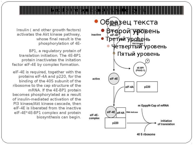 Model of the regulation of translation by insulin Insulin ( and other growth ...