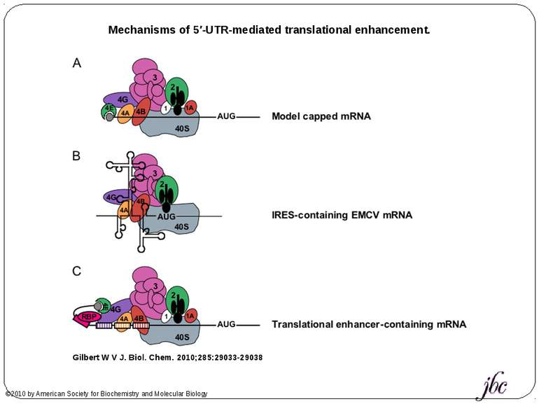 Mechanisms of 5′-UTR-mediated translational enhancement. Gilbert W V J. Biol....