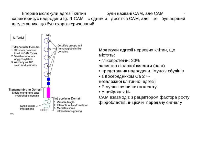 Вперше молекули адгезії клітин були названі CAM, але CAM - характеризує надро...