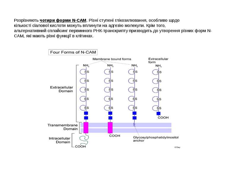 Розрізняють чотири форми N-CAM. Різні ступені глікозилювання, особливо щодо к...