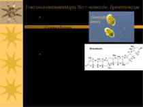 Токсини-активатори Na+-каналів: бревітоксин Продуцент: дінофлагелят Gymnodini...