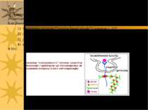 4 типи “сортувальних сигналів” на цитоплазматичному домені мембранних білків-...