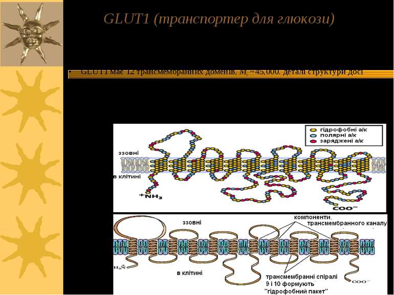 GLUT1 (транспортер для глюкози) Здійснює поглинання глюкози еритроцитами; нал...
