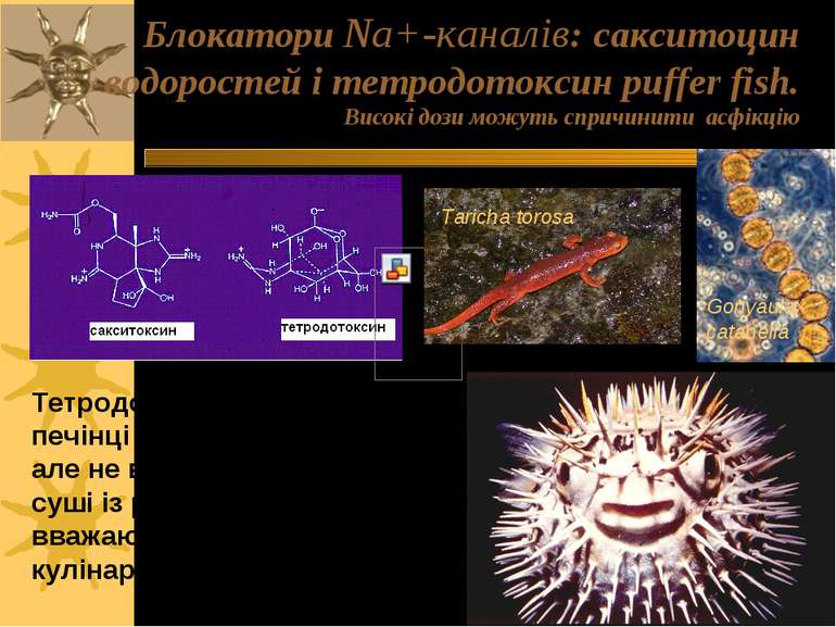 Блокатори Na+-каналів: сакситоцин водоростей і тетродотоксин puffer fish. Вис...
