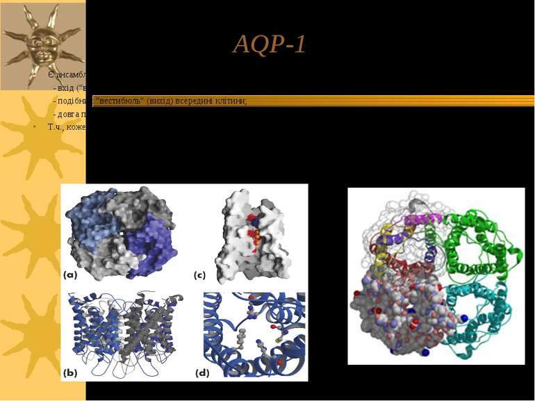 AQP-1 Є ансамблем 4-х с/о; кожна з них має 3 основні структурні ділянки: - вх...