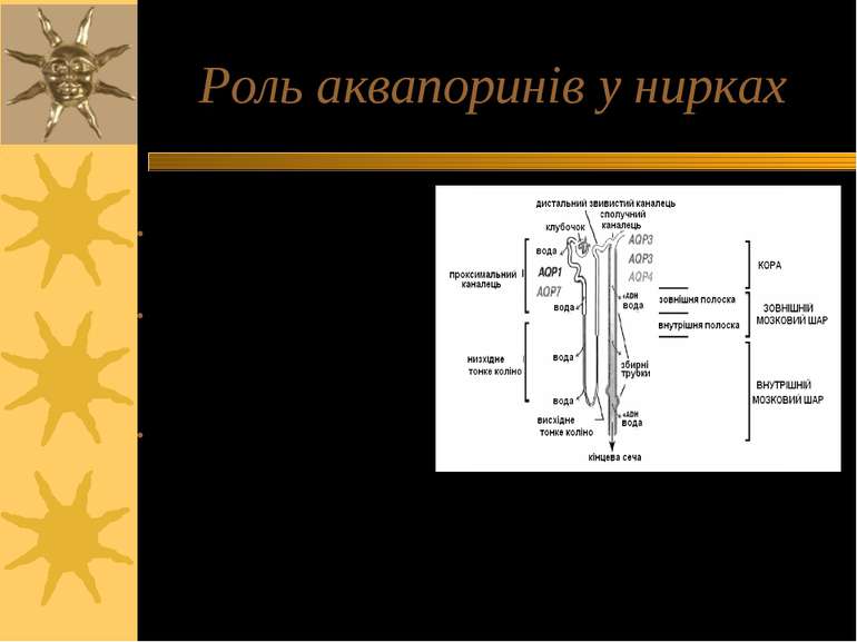 Роль аквапоринів у нирках 170 л первинної сечі продукується за добу; екскрету...