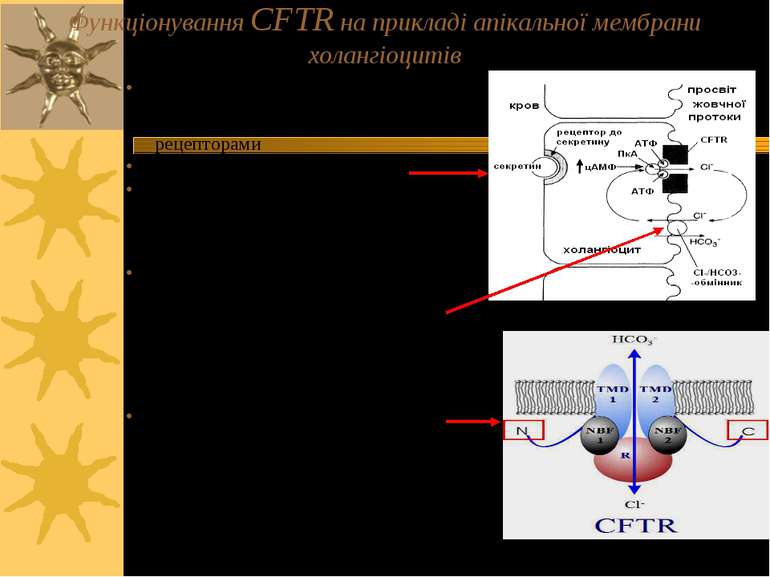 Функціонування CFTR на прикладі апікальної мембрани холангіоцитів Секретин (а...