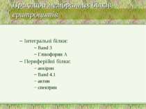 Приклади мембранних білків еритроцитів Інтегральні білки: Band 3 Глікофорин A...