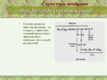 Фосфоліпіди (продовження) В основі молекули сфінгофосфоліпідів – не гліцерол,...