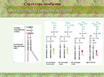 Фосфоліпіди (продовження) Структура мембрани
