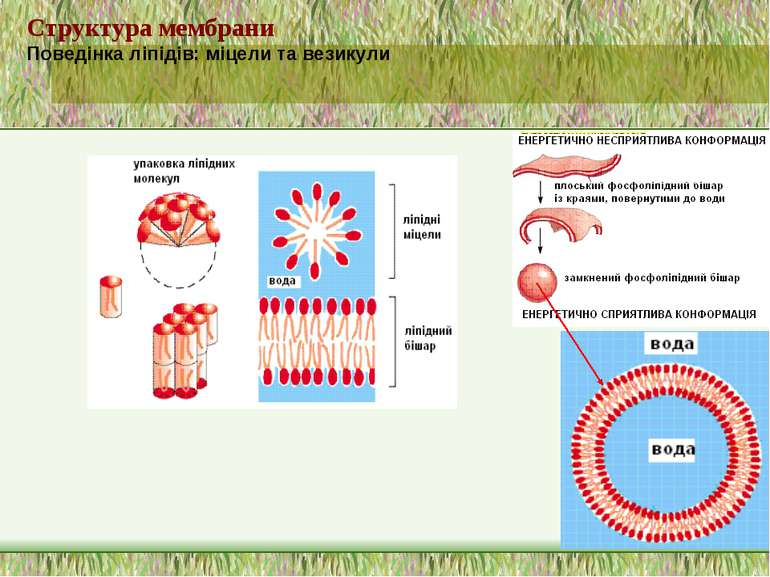 Структура мембрани Поведінка ліпідів: міцели та везикули
