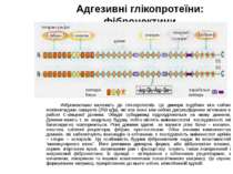 Адгезивні глікопротеїни: фібронектини Фібронектини належать до глікопротеїнів...