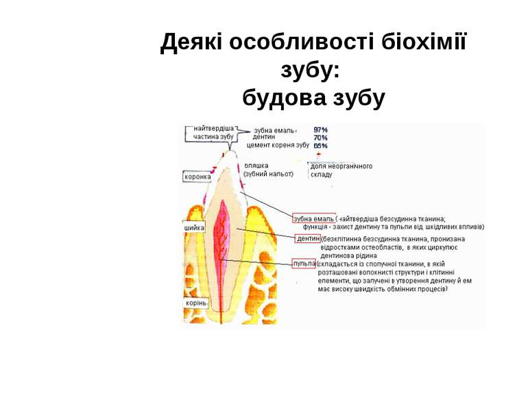 Деякі особливості біохімії зубу: будова зубу