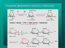 Основні ферменти синтезу глікогену