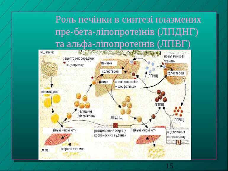 Роль печінки в синтезі плазмених пре-бета-ліпопротеїнів (ЛПДНГ) та альфа-ліпо...