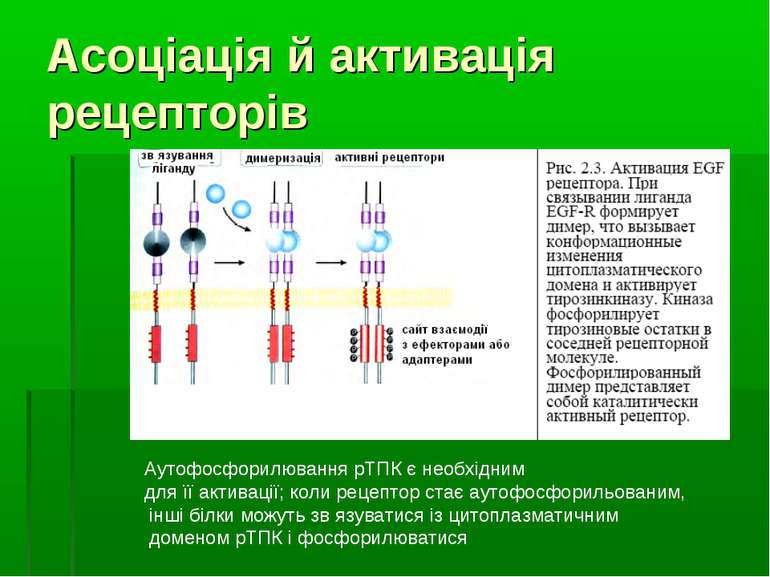 Асоціація й активація рецепторів Аутофосфорилювання рТПК є необхідним для її ...