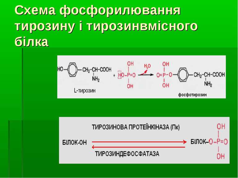 Схема фосфорилювання тирозину і тирозинвмісного білка