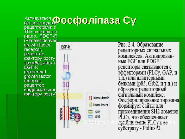 Фосфоліпаза Сγ Активується безпосередньо рецепторами з ТПк активністю (напр.,...