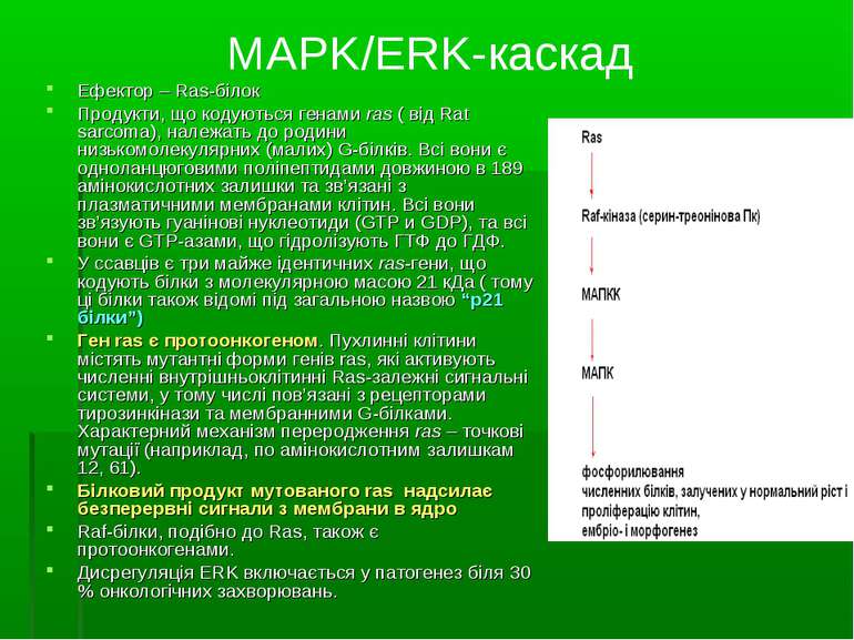 MAPK/ERK-каскад Ефектор – Ras-білок Продукти, що кодуються генами ras ( від R...