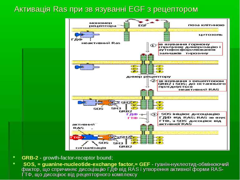Активація Ras при зв язуванні EGF з рецептором GRB-2 - growth-factor-receptor...