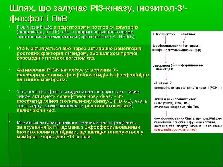 Шлях, що залучає РІ3-кіназу, інозитол-3’-фосфат і ПкВ Пов’язаний або з рецепт...