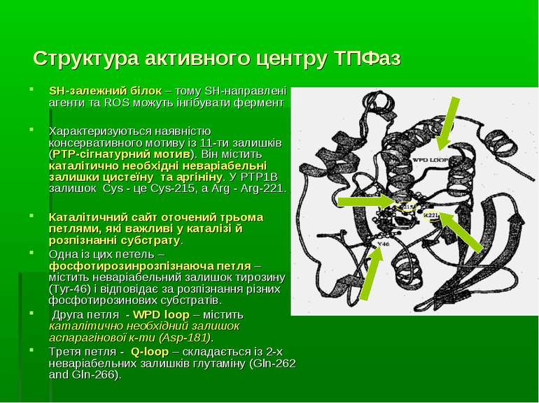 Структура активного центру ТПФаз SH-залежний білок – тому SH-направлені агент...