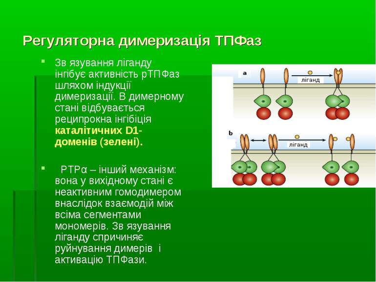 Регуляторна димеризація ТПФаз Зв язування ліганду інгібує активність рТПФаз ш...