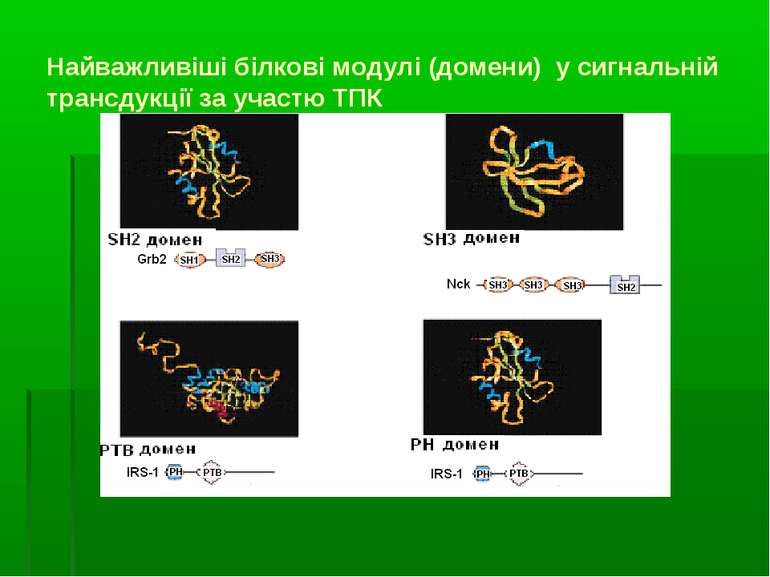 Найважливіші білкові модулі (домени) у сигнальній трансдукції за участю ТПК
