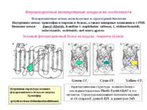 Флуоресцентные метки, используемые в структурной биологии Внутренние метки: т...