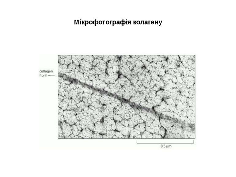Мікрофотографія колагену