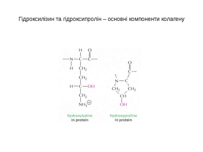 Гідроксилізин та гідроксипролін – основні компоненти колагену